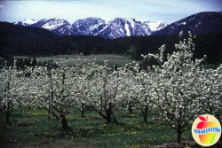 Яблоки штата Вашингтон